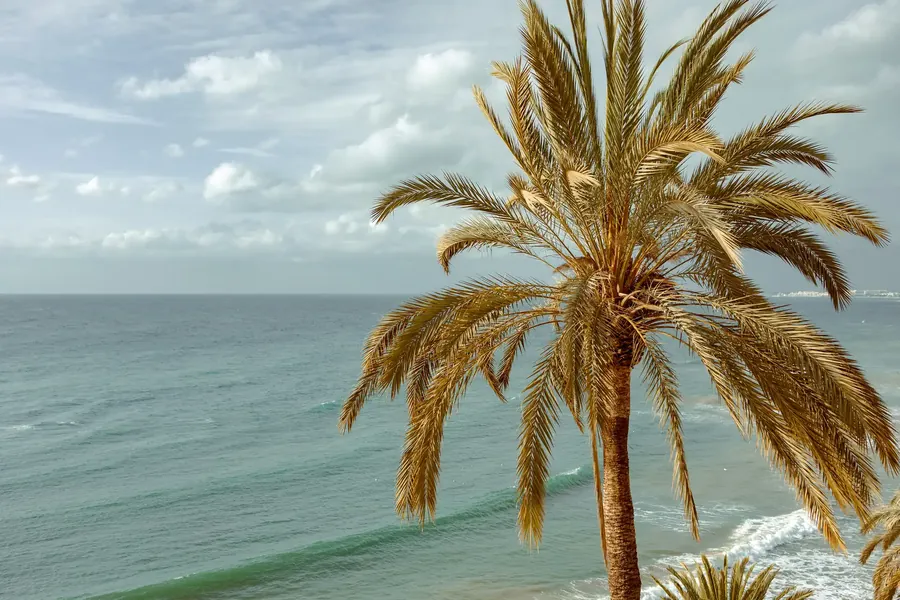 La copa de una palmera datilera contra un cielo azul intenso