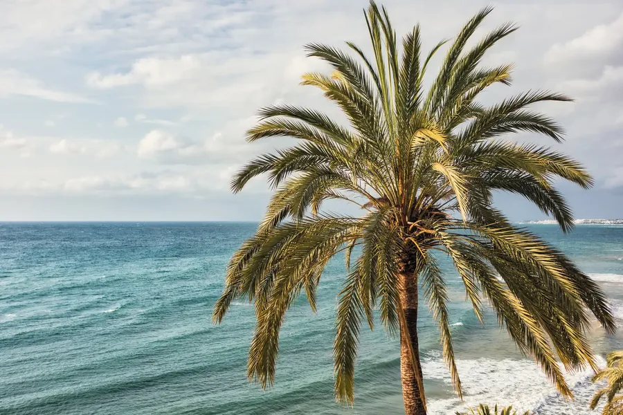 La copa de una palmera vista desde abajo contra el cielo